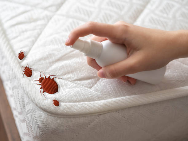 Best Affordable Pest Control Services  in Santa Venetia, CA